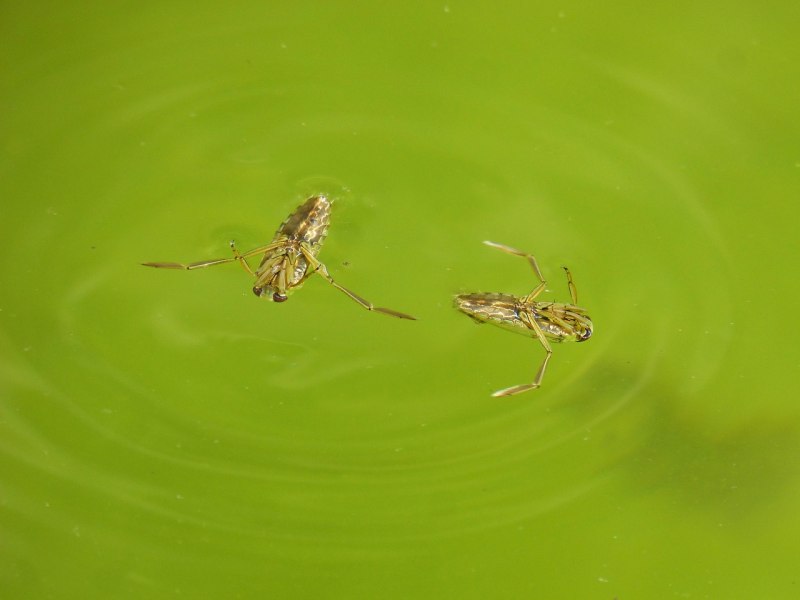 Notonecta glauca