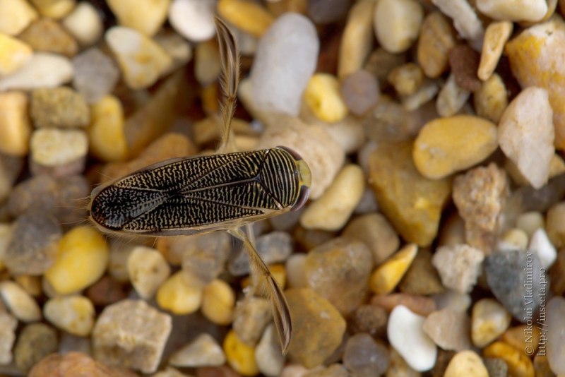 Monobia quadridens