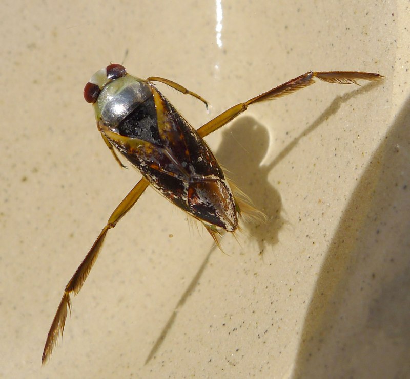 Corixa sahlbergi