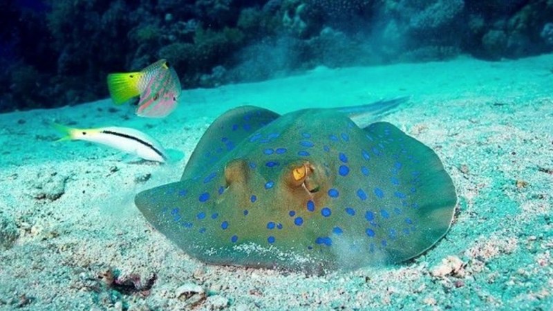 Скат хвостокол рыба черного моря