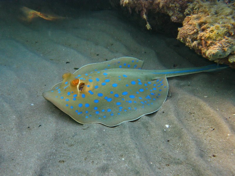 Скат электрический Torpedo