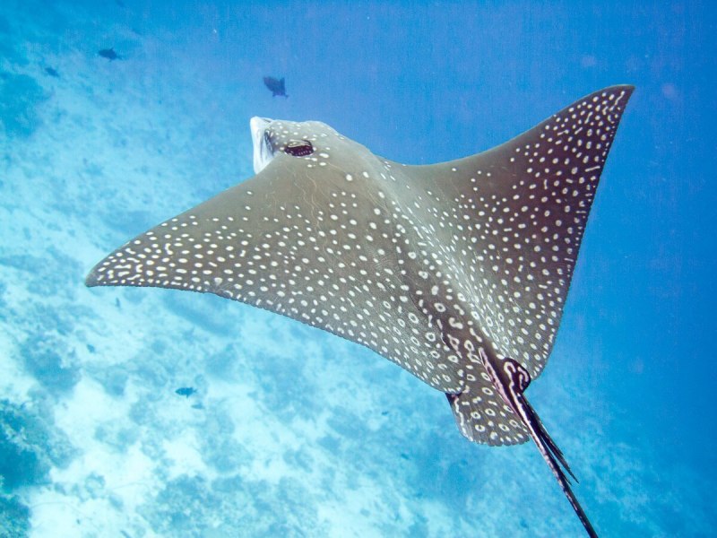 Скат Stingray