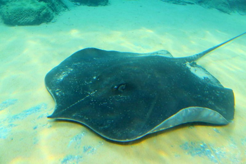 Скат Аравийское море