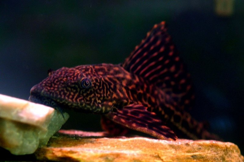 L114 Pleco