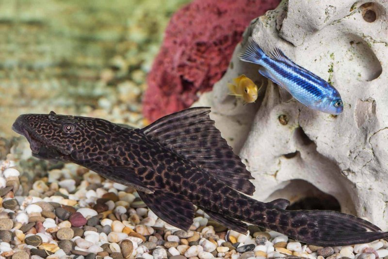 Hypostomus luteus phase III