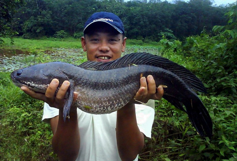 Eel угорь