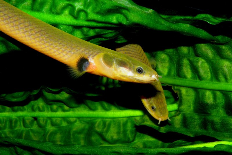 Testa serpente рыба