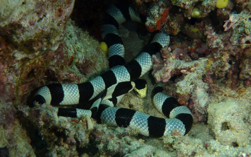 Меренга рыба змея (65 фото)