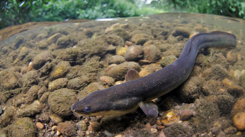 Eel угорь