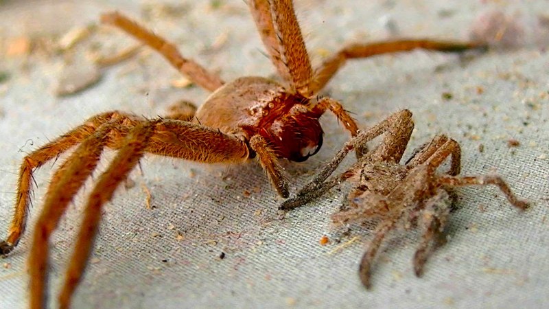 Паук Cebrennus rechenbergi