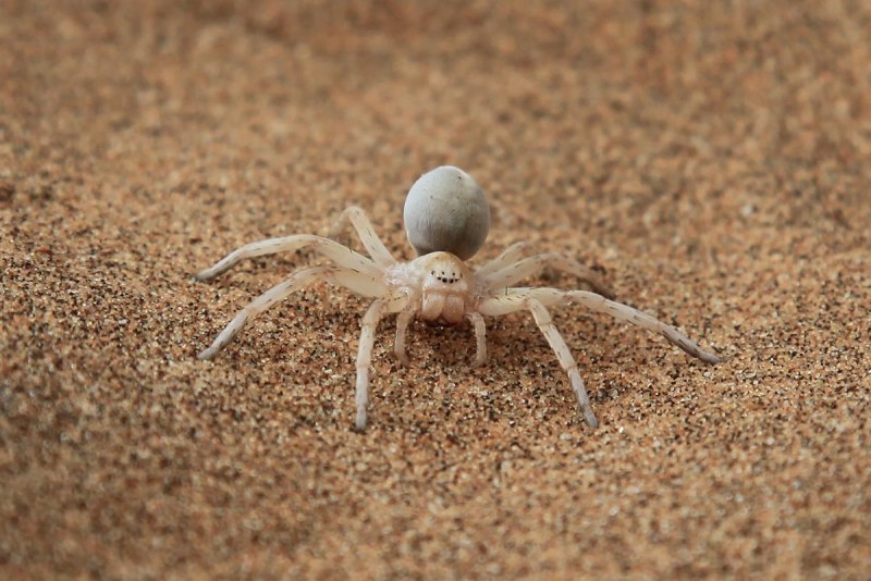 Leucorchestris arenicola