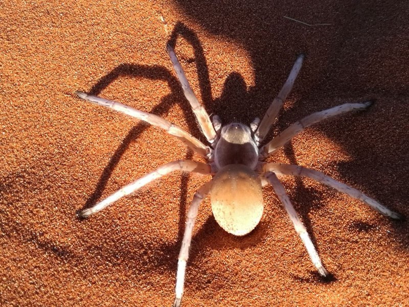 Carparachne aureoflava