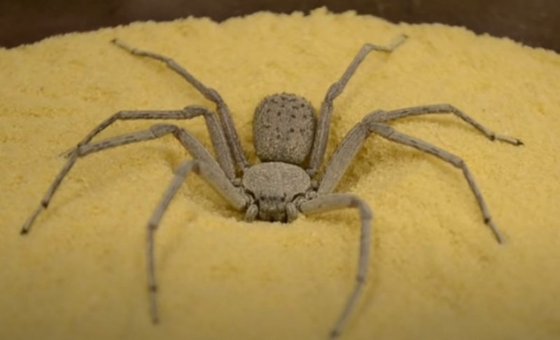 Паук Sicariidae