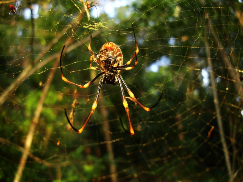 Паукообразные Arachnida