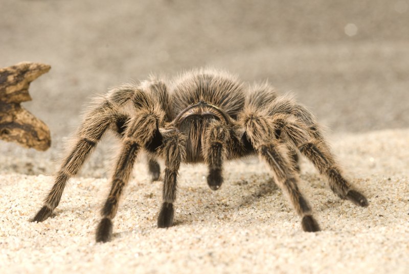 Паук Araneus marmoreus