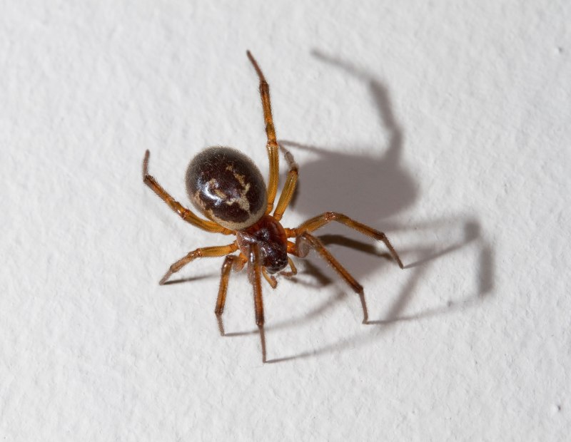 Araneus diadematus паук