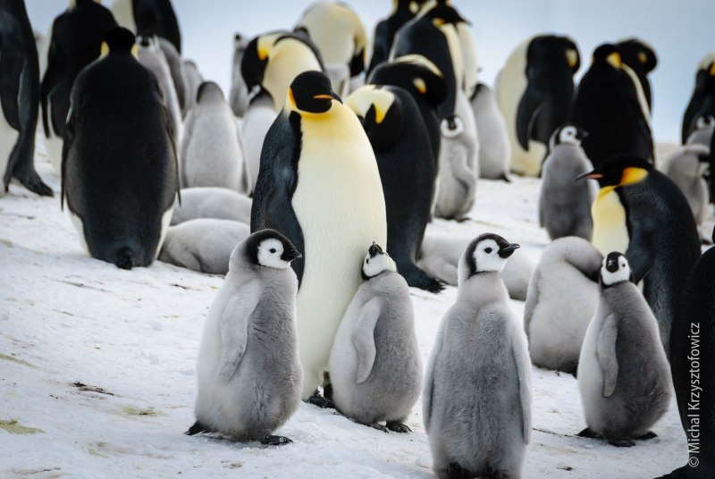 Полярный пингвин (62 фото)