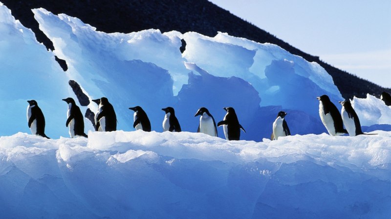 Антарктический Пингвин (Pygoscelis Antarctica)