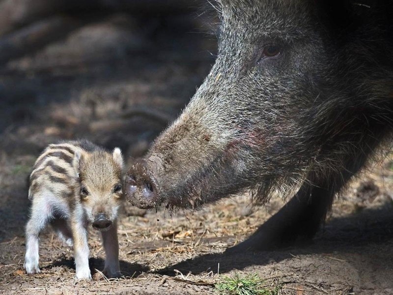 Кабан (sus scrofa)