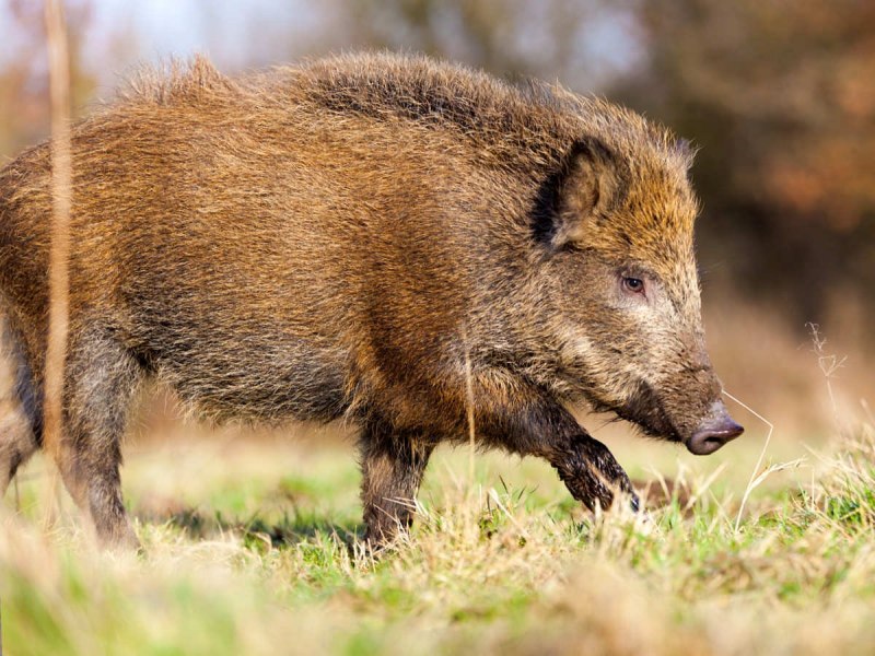 Wildschwein Марк