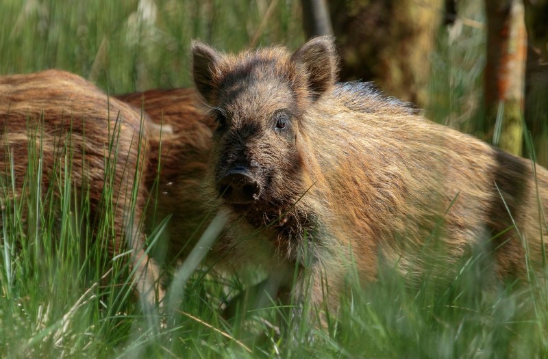 Кабан (sus scrofa l.)