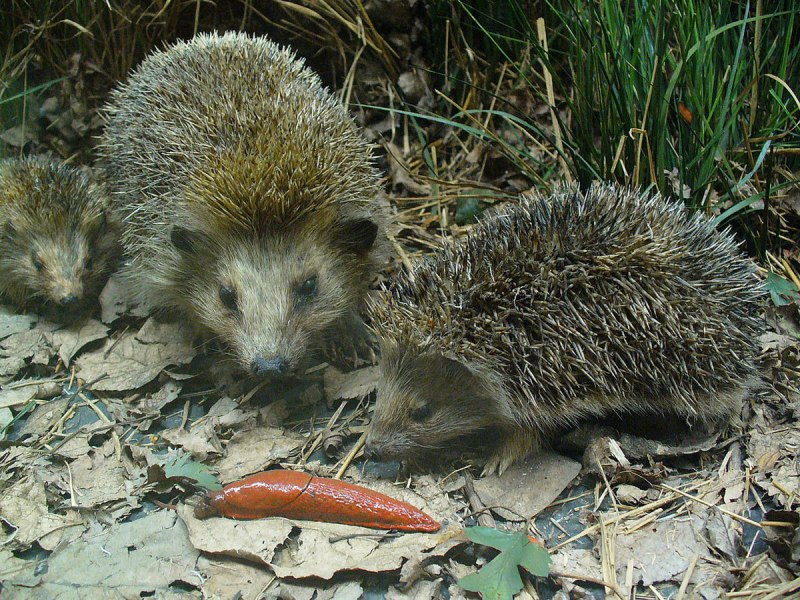 Erinaceus europaeus