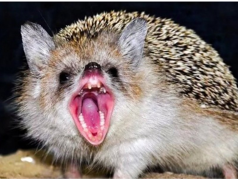 Зубы ежика