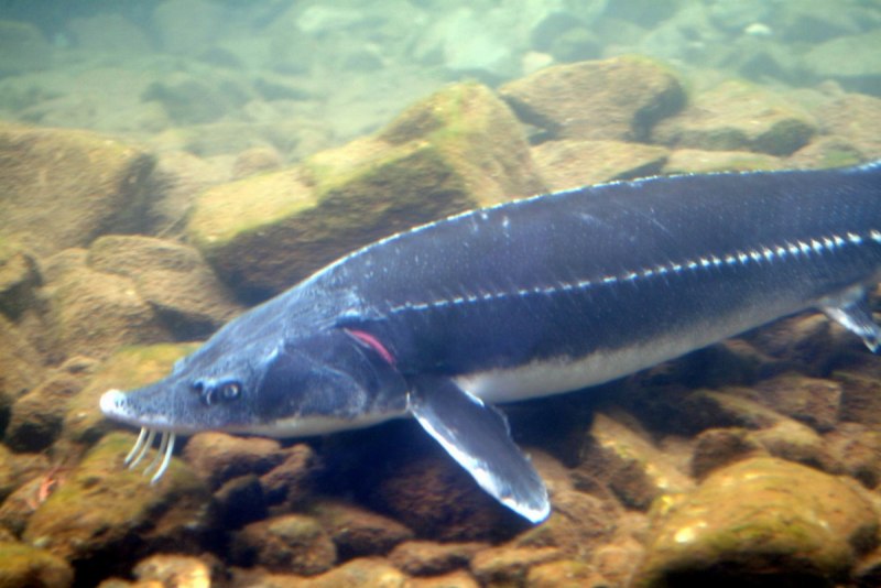 Белый осётр (Acipenser transmontanus)