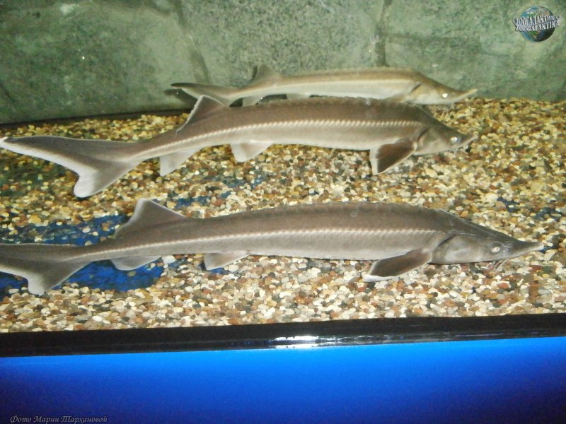 Perlfish
