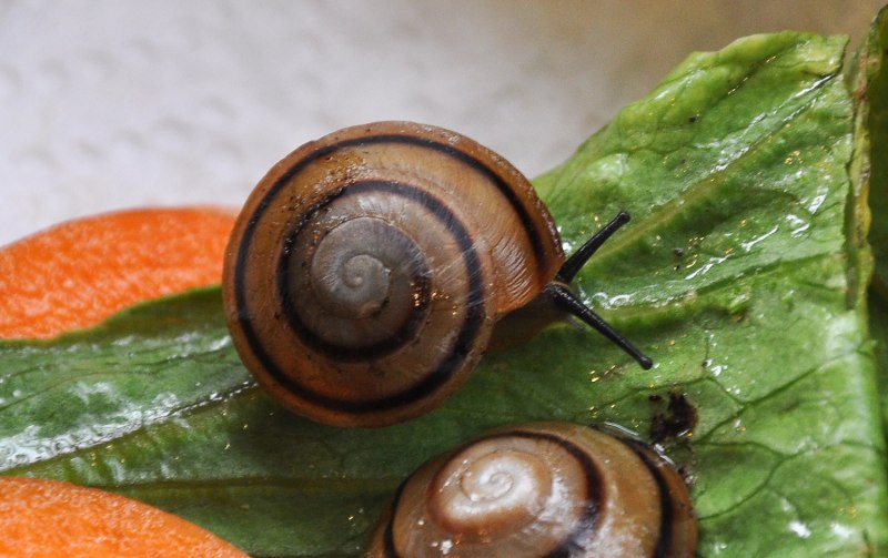 Улитка Priotrohatella stellata