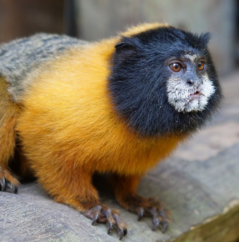 Saguinus fuscicollis