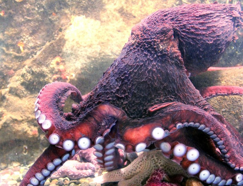Giant Pacific Octopus