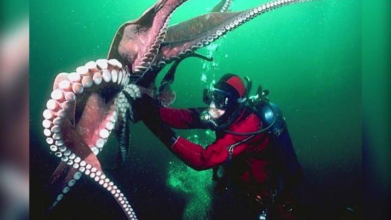 Giant Pacific Octopus