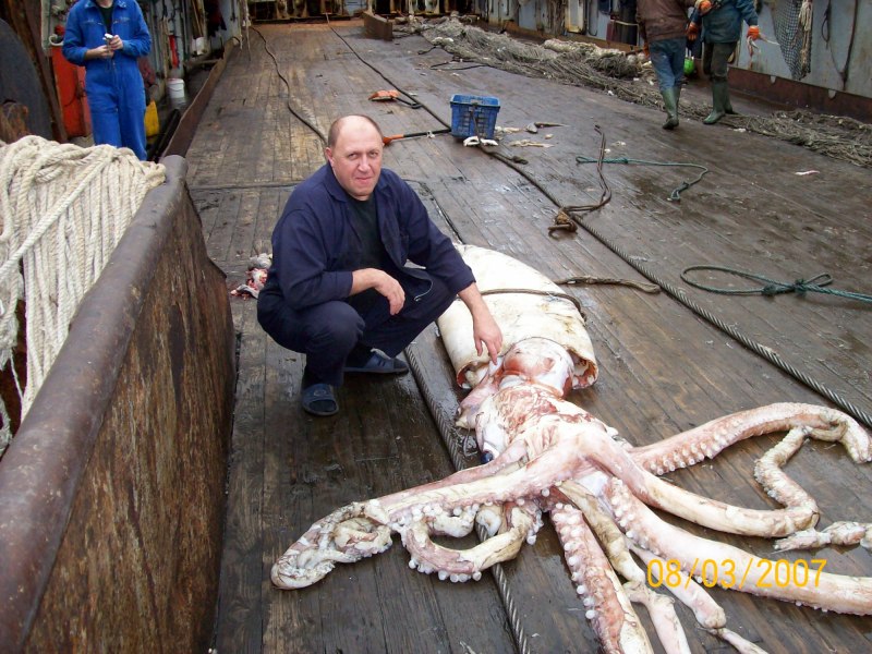 Enteroctopus dofleini