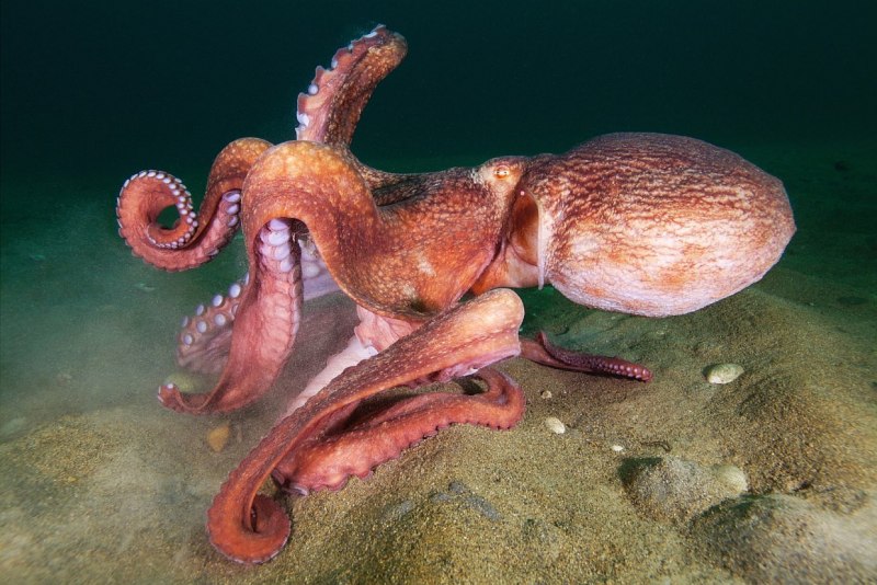 Гигантский осьминог (Enteroctopus dofleini)