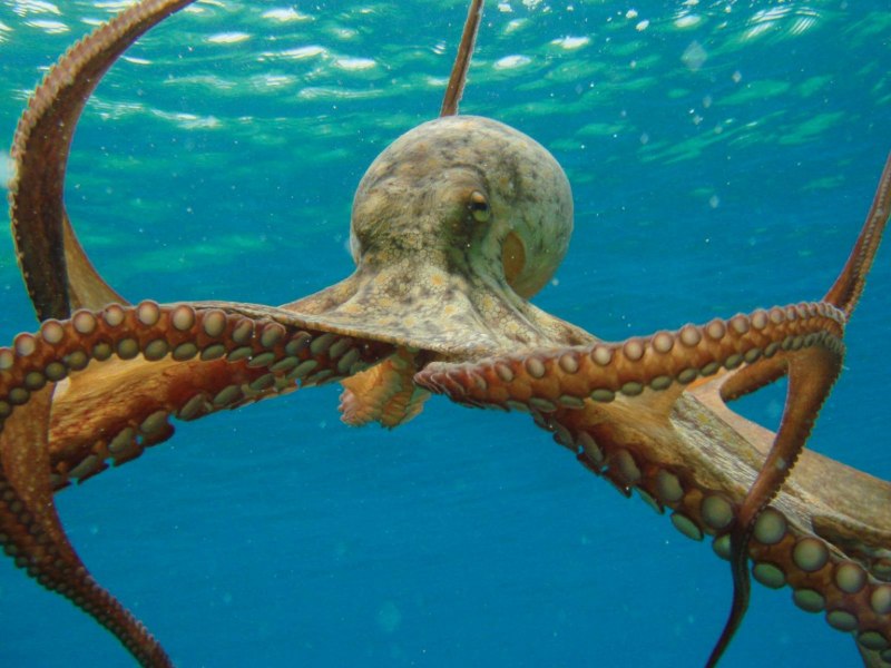 Giant Pacific Octopus