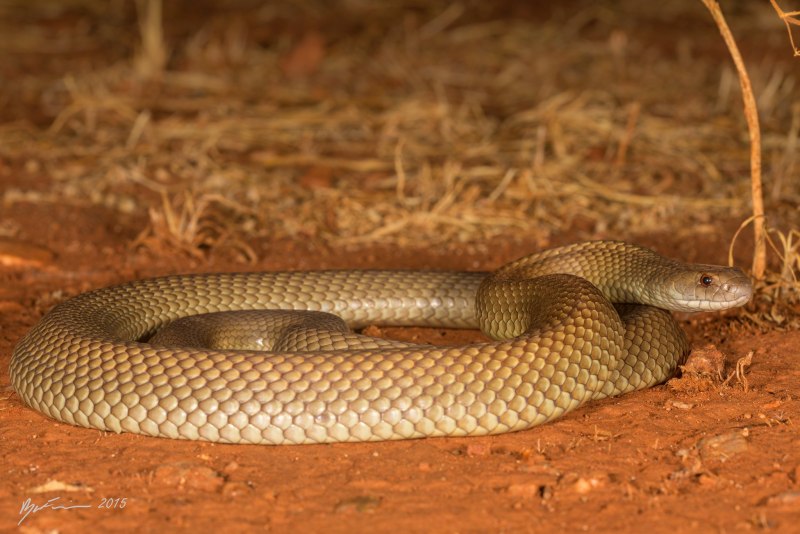 Песчаная змея свистящая (Psammophis sibilans)