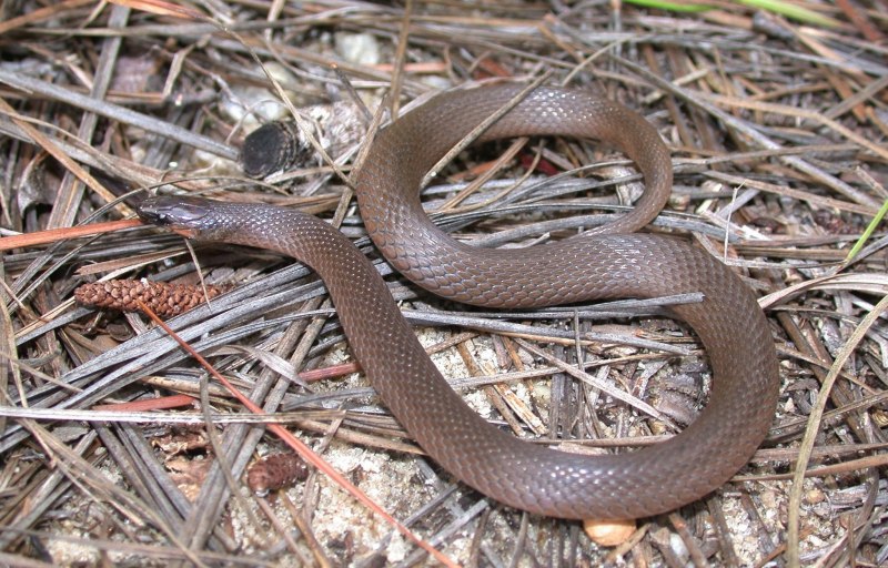 Pseudonaja textilis