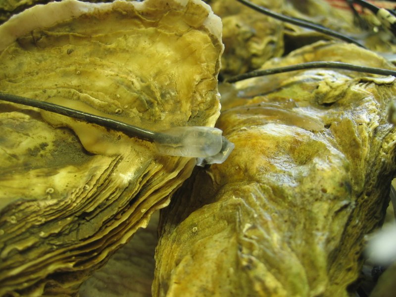 Pinctada margaritifera