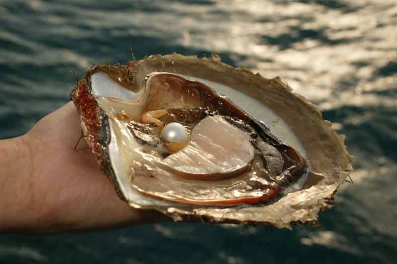 Моллюски Palaeoheterodonta