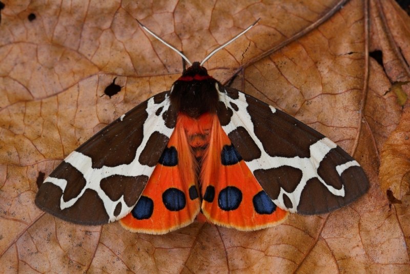 Phragmatobia fuliginosa бабочка