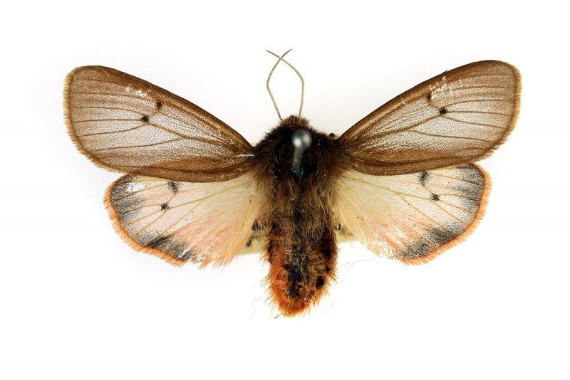 Phragmatobia fuliginosa бабочка