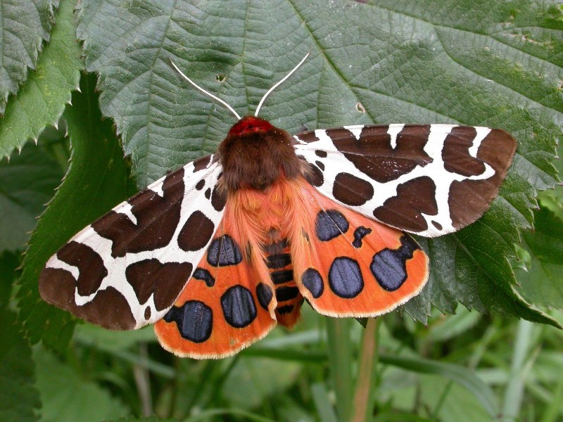 Phragmatobia fuliginosa Paghmani