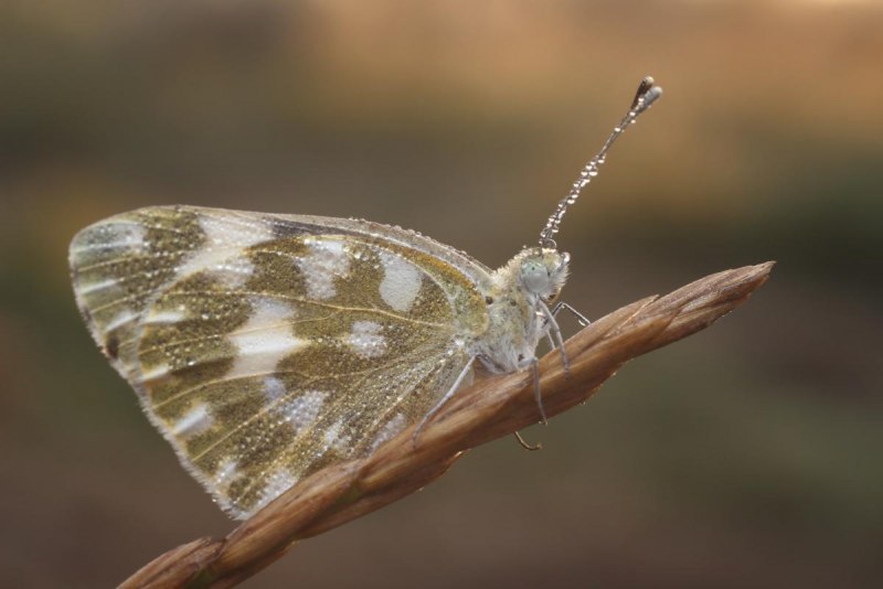 Медведица бурая Phragmatobia fuliginosa