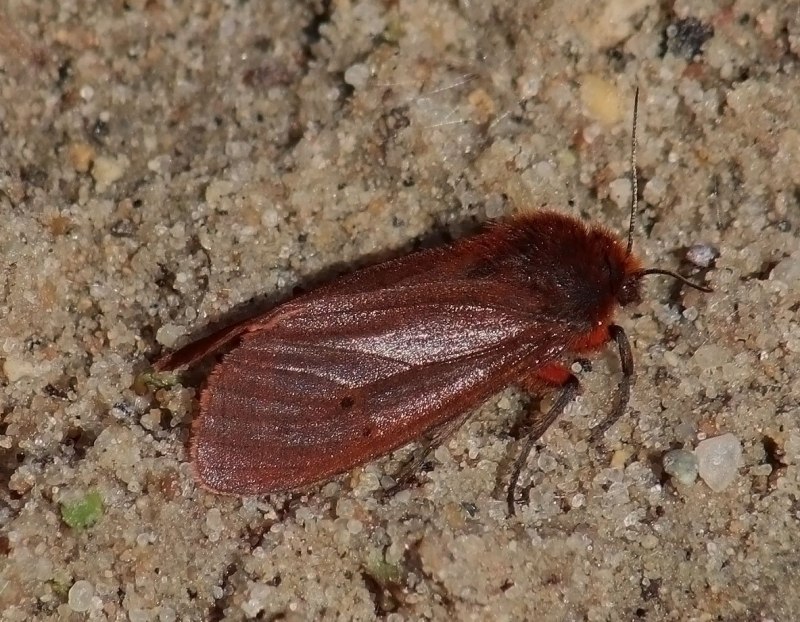 Phragmatobia fuliginosa бабочка