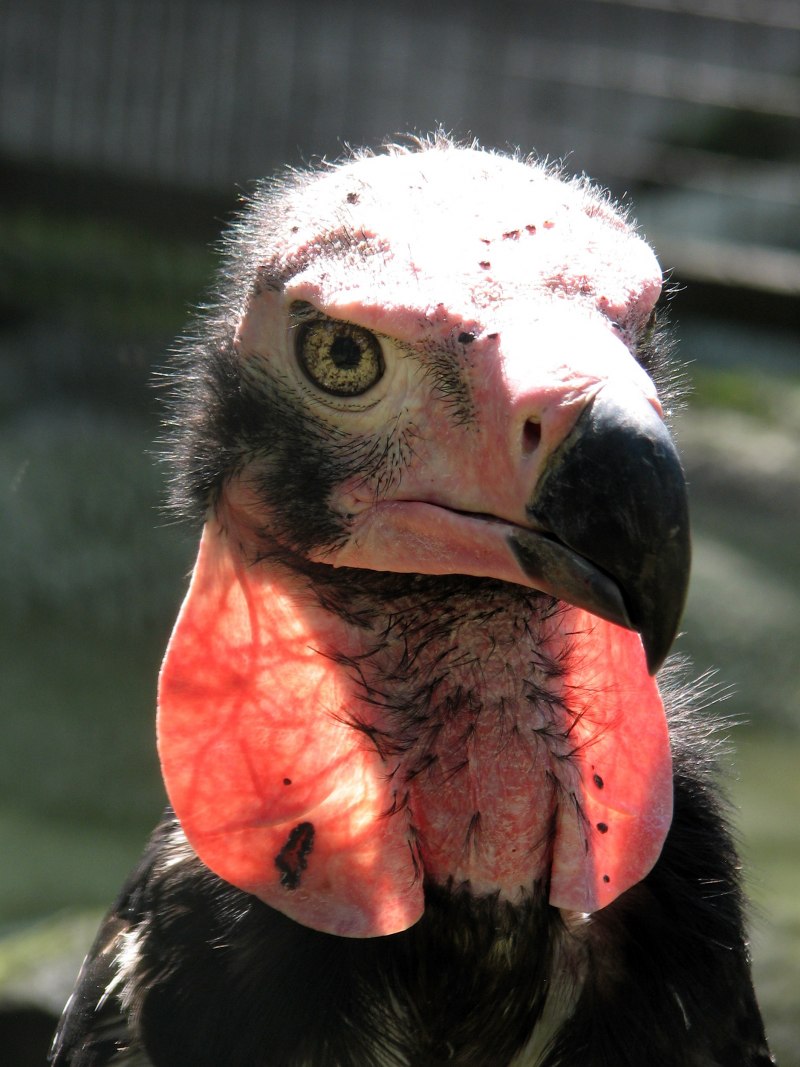 Sarcogyps calvus