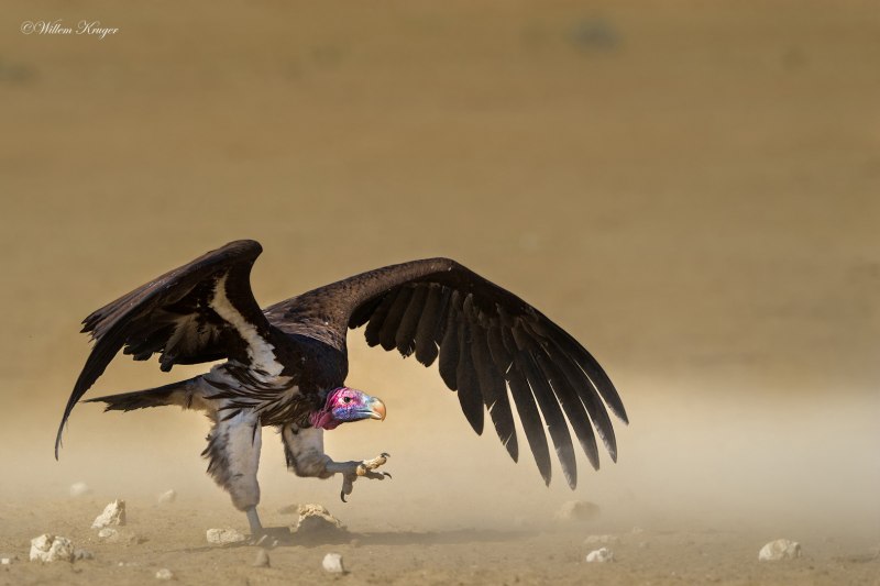 Lappet-faced Vulture