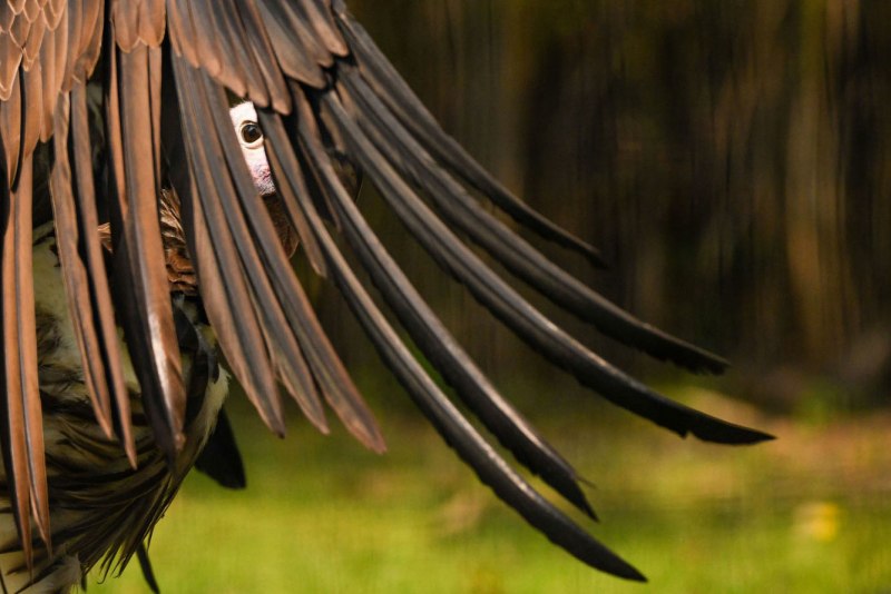 Lappet-faced Vultures (Torgos tracheliotos) in South Africa.