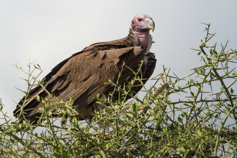 Lappet-faced Vulture