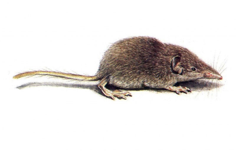 Бурозубка обыкновенная – Sorex Araneus